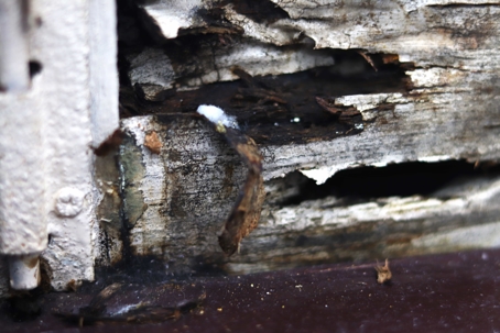 up-close dry rot