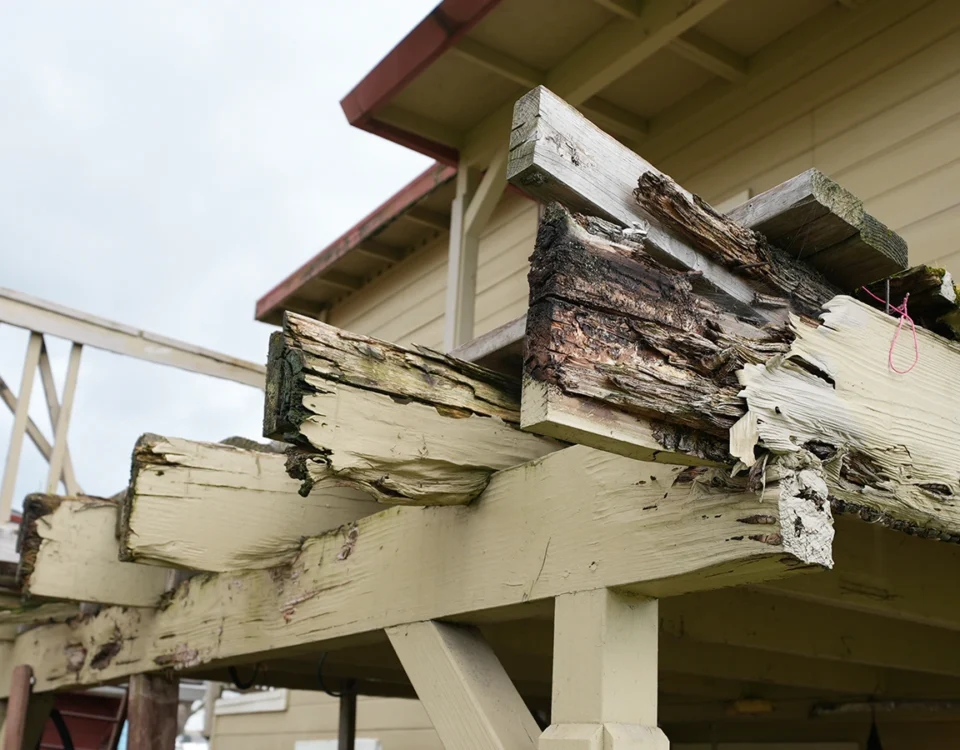 how to check if i have dry rot